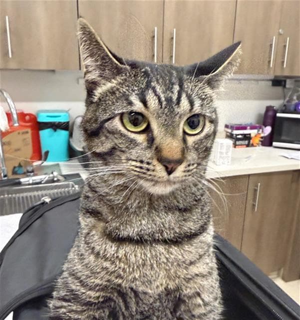 Mave - Domestic Short Hair