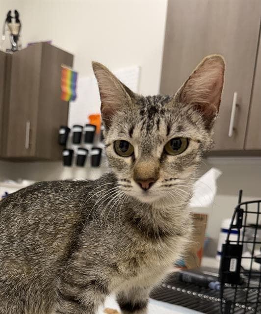 Alma - Domestic Short Hair