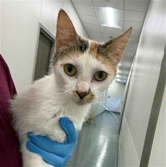 Bonnet - Domestic Short Hair