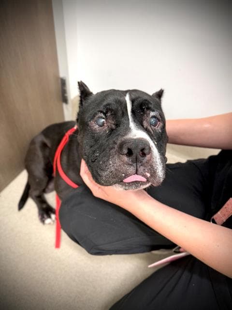 Chato - Pit Bull Terrier