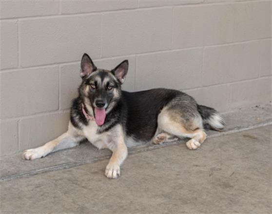 Luna - German Shepherd Dog