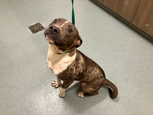 Deltron - American Staffordshire Terrier