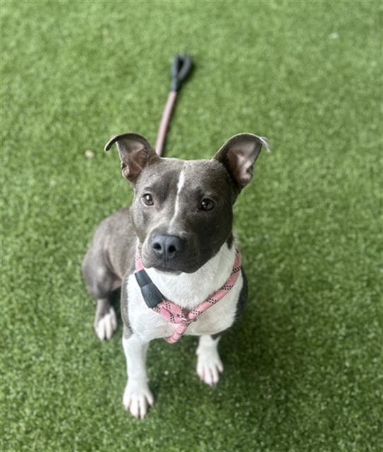 Deltron - American Staffordshire Terrier