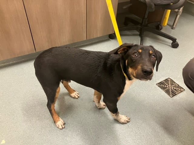 Jermajesty - Black and Tan Coonhound