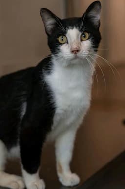 Orca image 1