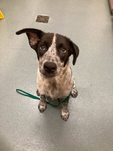 Boone - Border Collie