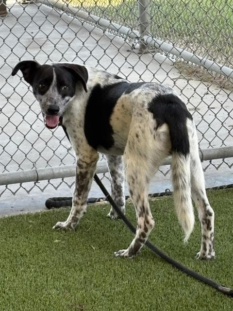 Boone - Border Collie