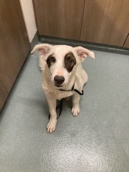 Murphy image 1