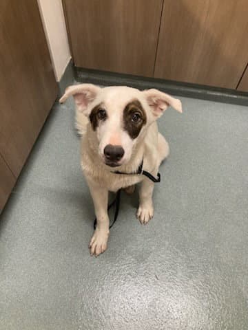 Murphy - Border Collie