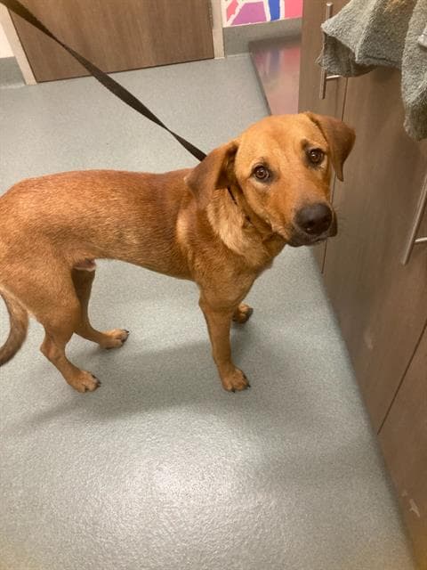 Luck - Labrador Retriever