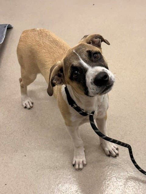 Cypress - Black Mouth Cur