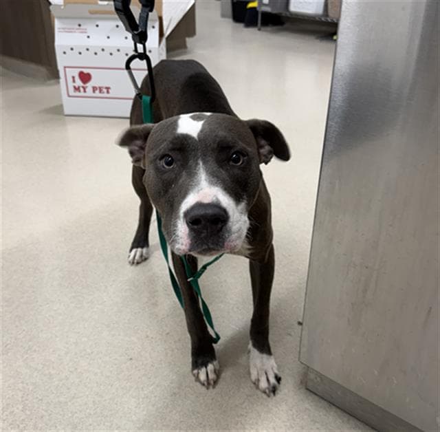 Sugar - Pit Bull Terrier