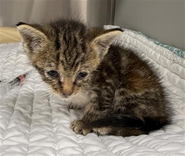 Kimberly - Domestic Short Hair