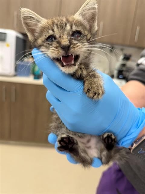 Isadora - Domestic Short Hair