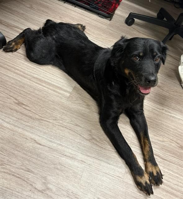 Ginger - Rottweiler