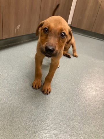 Beans - Labrador Retriever