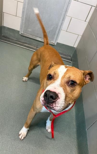 Phoenix - American Pit Bull Terrier