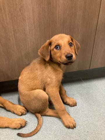 Potato - Labrador Retriever