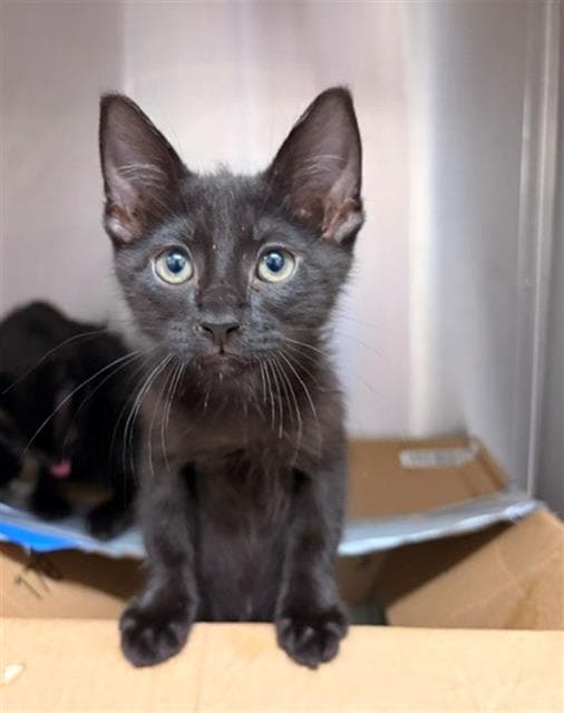 Ed - Domestic Short Hair