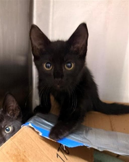 Edd - Domestic Short Hair