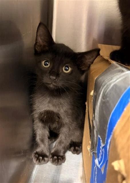 Eddy - Domestic Short Hair