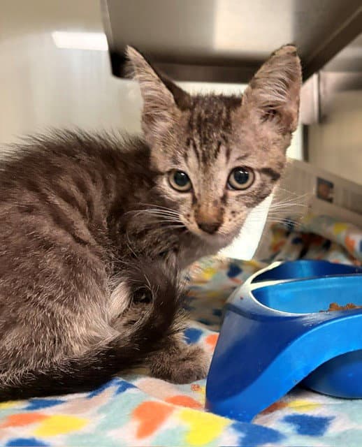 Akaza - Domestic Short Hair