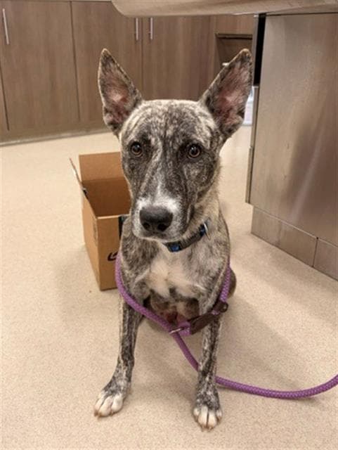 Snow White - Dutch Shepherd