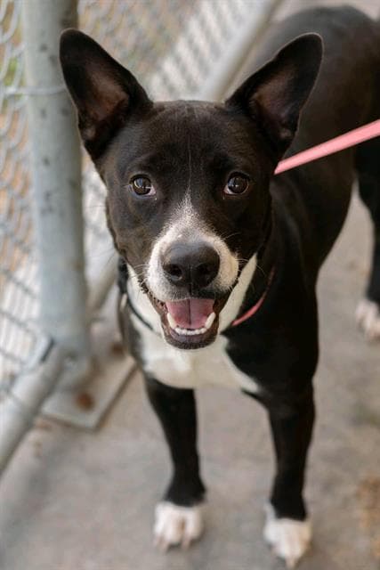Tux - Pit Bull Terrier