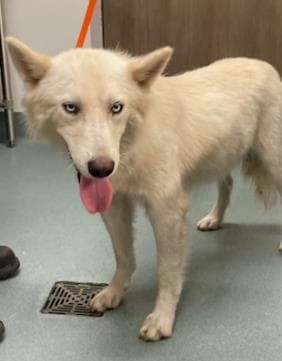 Floof - Husky
