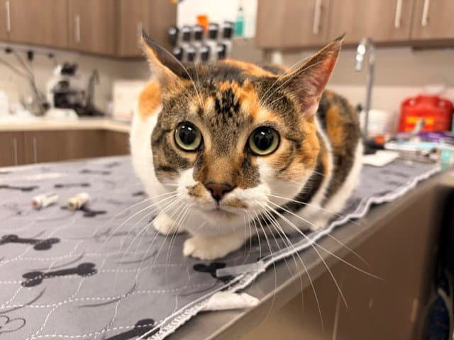 Lucy - Domestic Short Hair