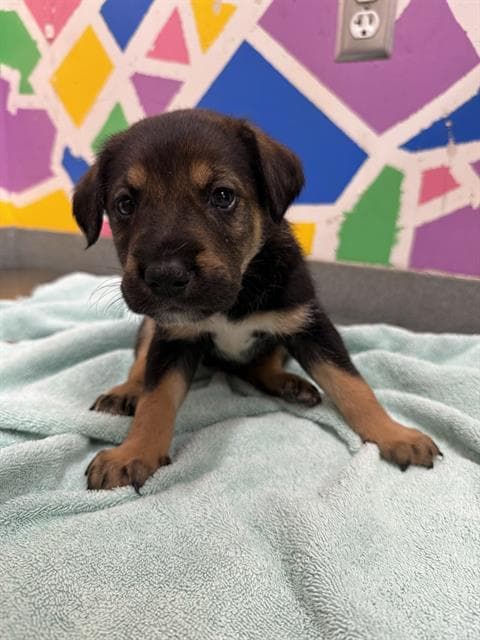Starlord - German Shepherd Dog