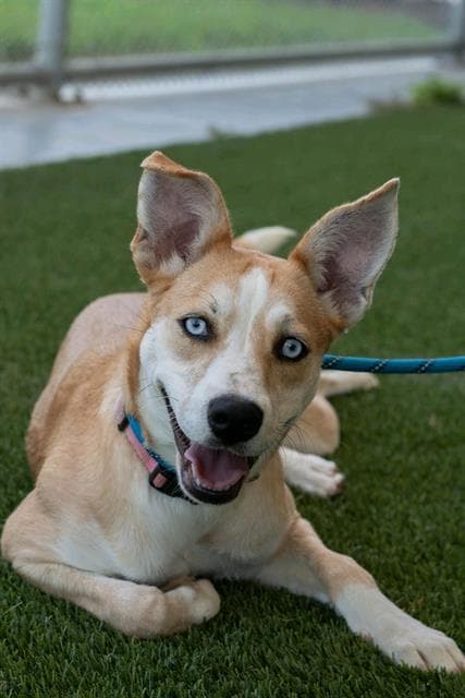 Chappell - Husky
