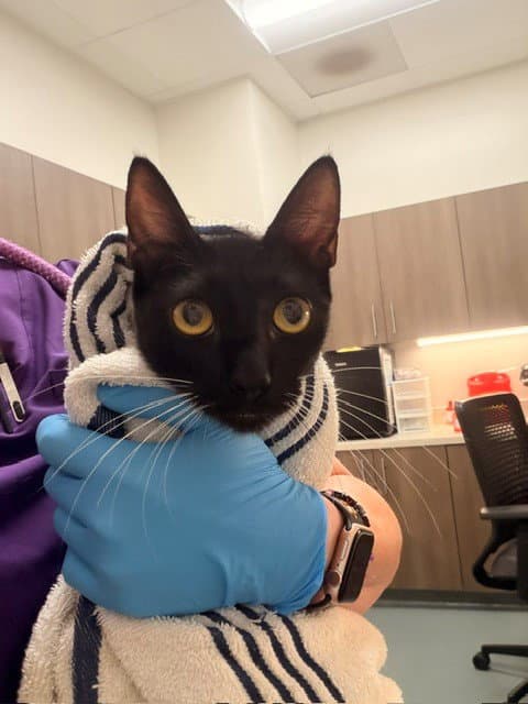 Ursa - Domestic Short Hair