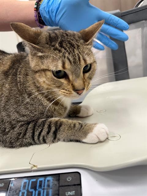 Makita - Domestic Short Hair