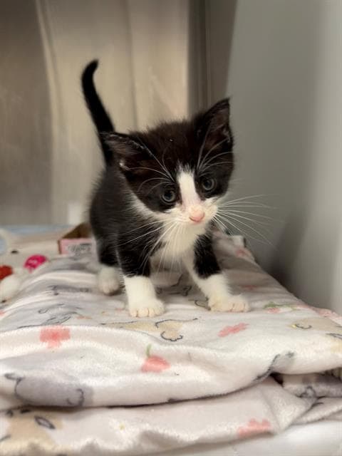 Blink - Domestic Short Hair