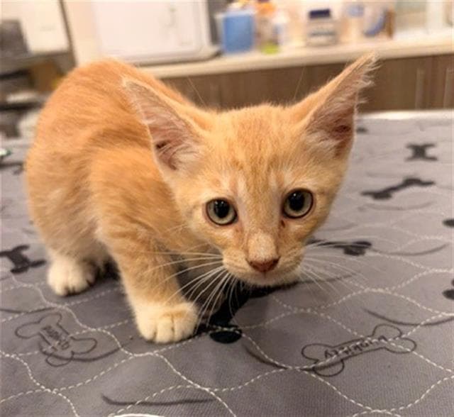 Kevin - Domestic Short Hair