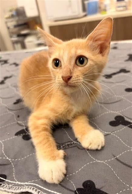 Joe - Domestic Short Hair