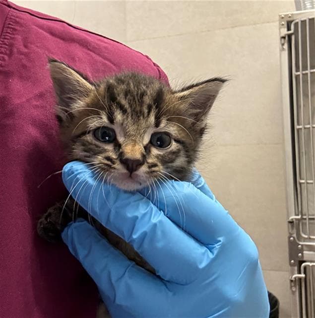 Gosling - Domestic Short Hair