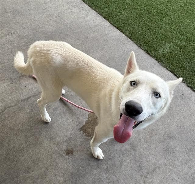 Colt - Husky