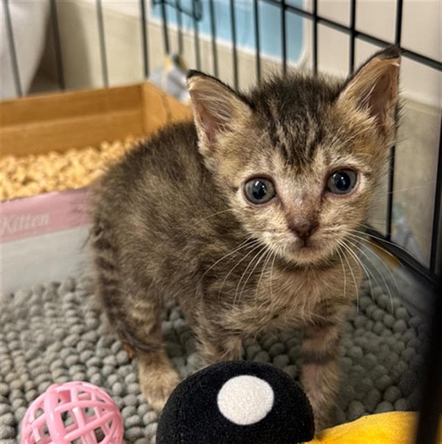 Cashew - Domestic Short Hair