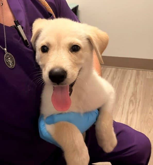 Ren - Labrador Retriever