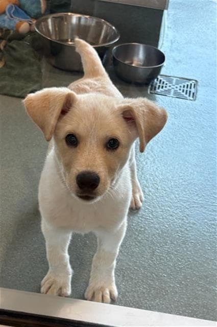 Ren - Labrador Retriever