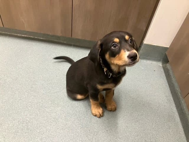 Chacal - Rottweiler