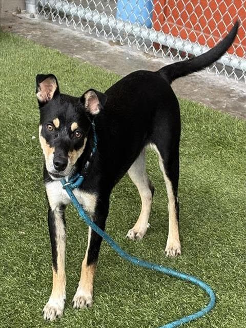 Gumbo - Australian Cattle Dog/Blue Heeler