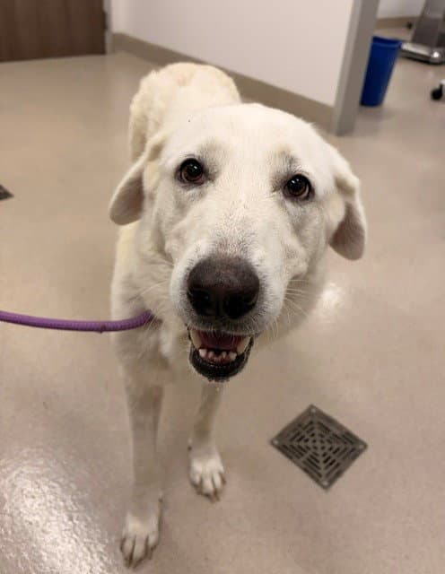 Ava - Great Pyrenees