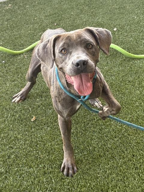Nanny - Pit Bull Terrier