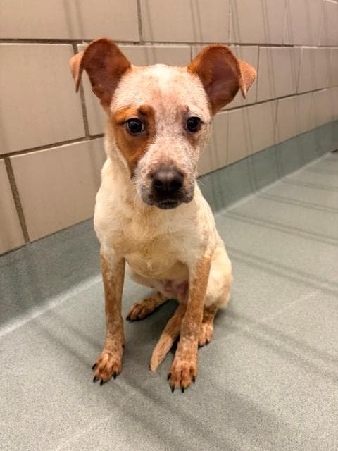 Goofy - Australian Cattle Dog/Blue Heeler