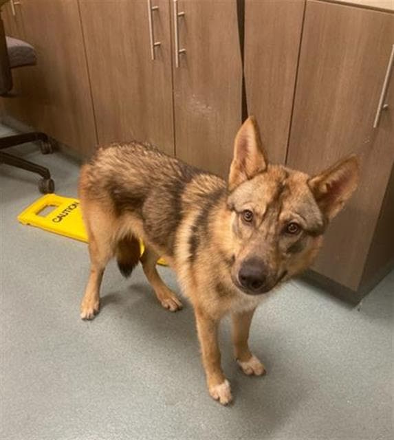 Felipe - German Shepherd Dog