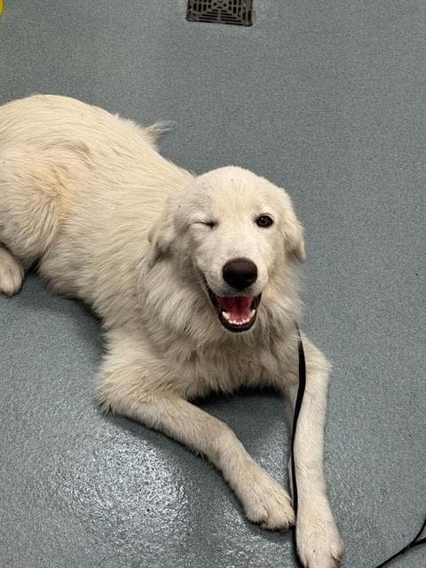 Grayscale - Great Pyrenees