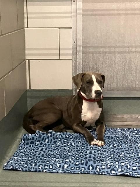 Zofran - Pit Bull Terrier